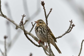 ビンズイ 滋賀県近江富士花緑公園 2019年2月10日(日)