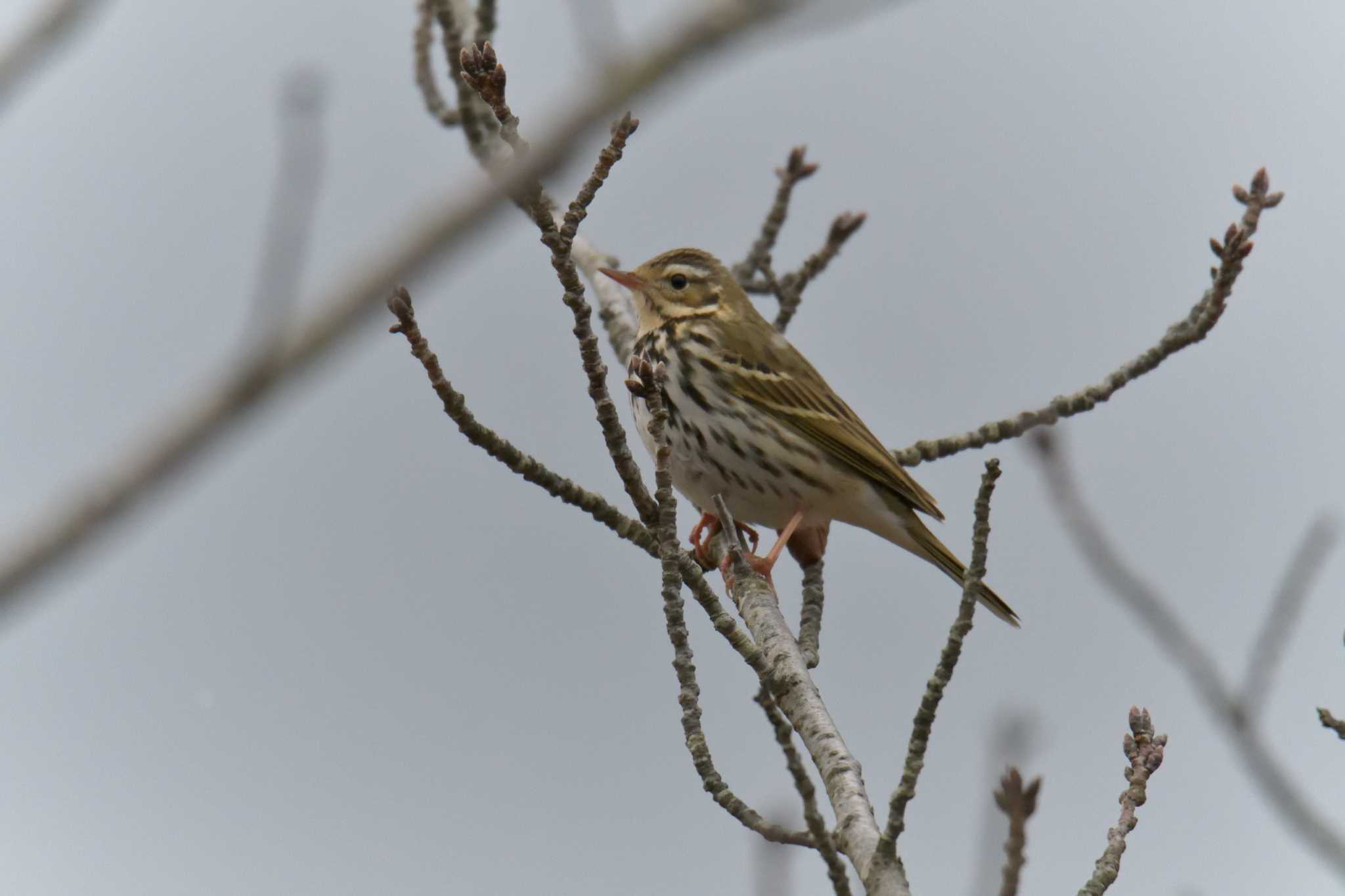 Photo of Olive-backed Pipit at 滋賀県近江富士花緑公園 by masatsubo