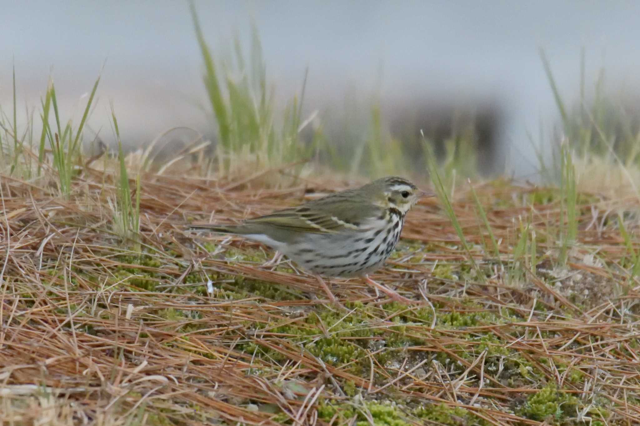 Olive-backed Pipit