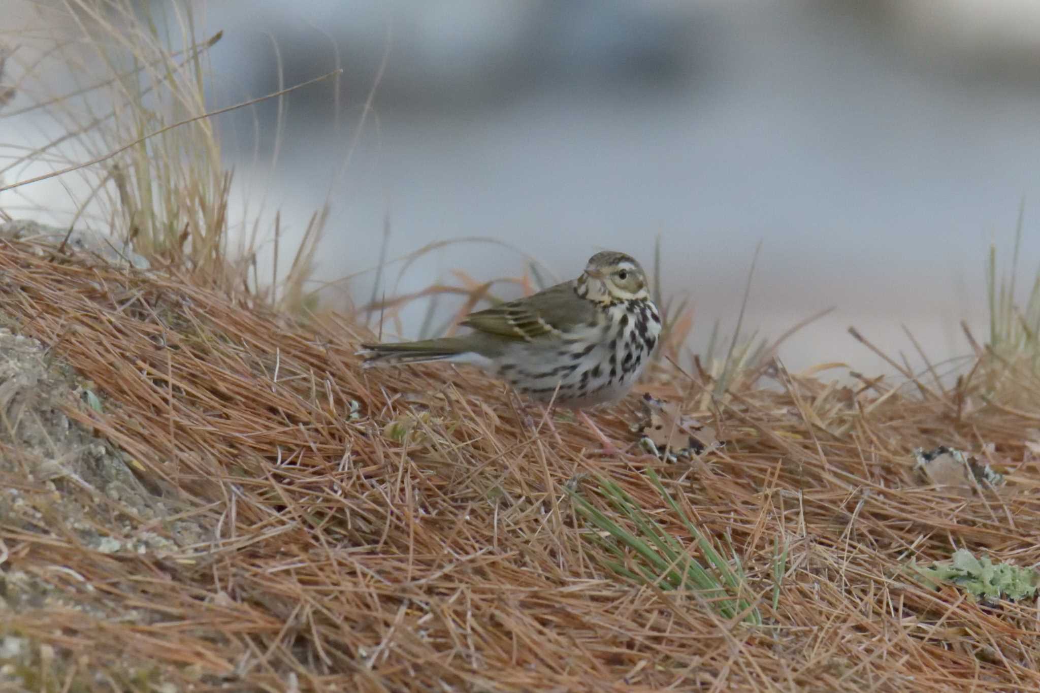 Olive-backed Pipit