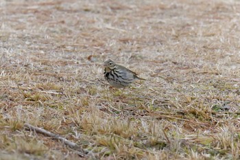 ビンズイ 滋賀県近江富士花緑公園 2019年2月10日(日)