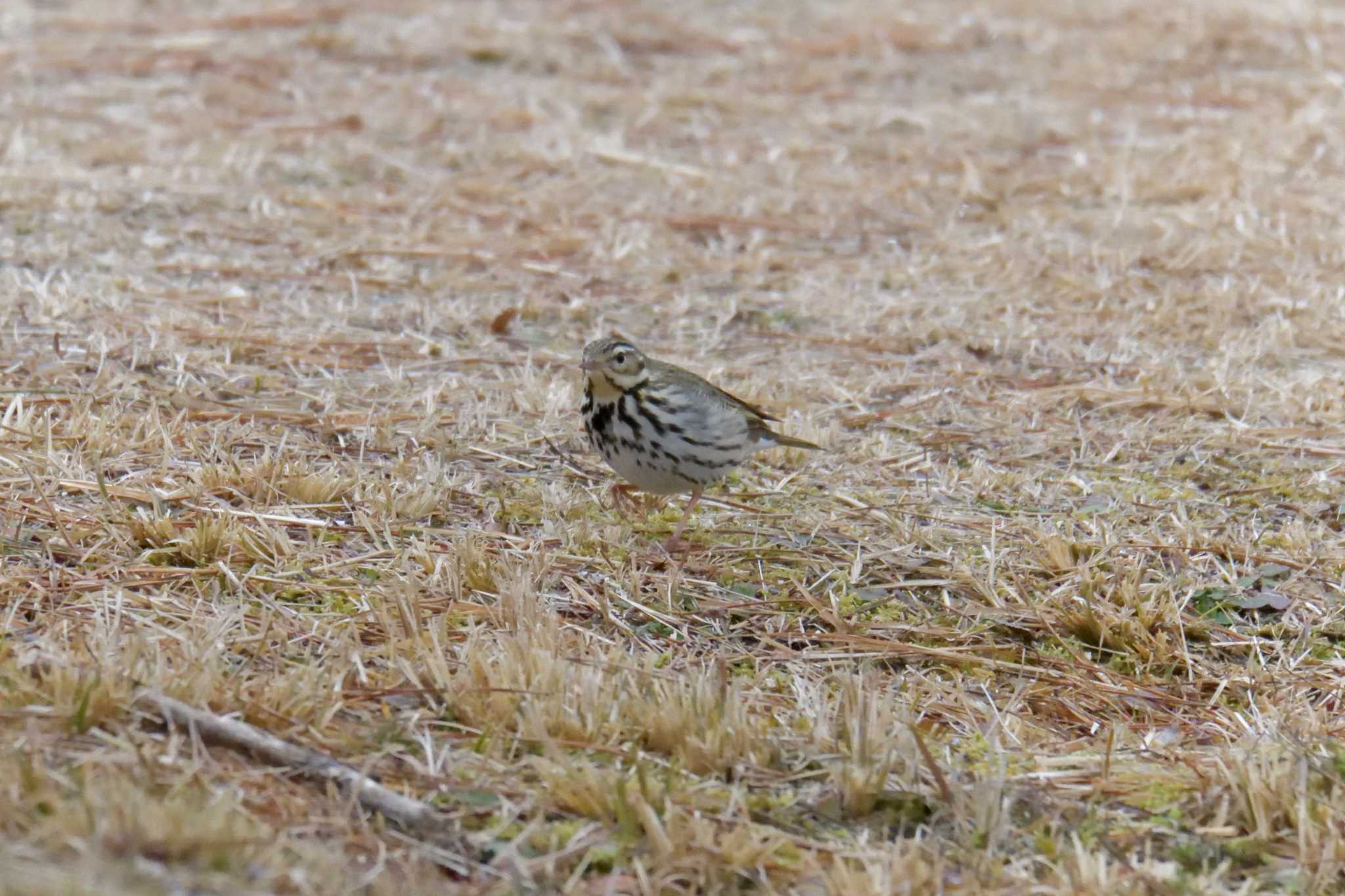 Olive-backed Pipit