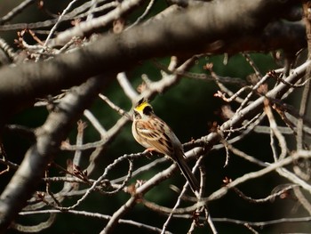 Yellow-throated Bunting Shinjuku Gyoen National Garden Sun, 2/10/2019