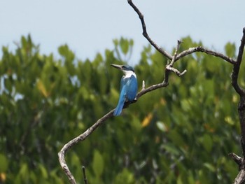 2017年3月18日(土) ボルネオの野鳥観察記録