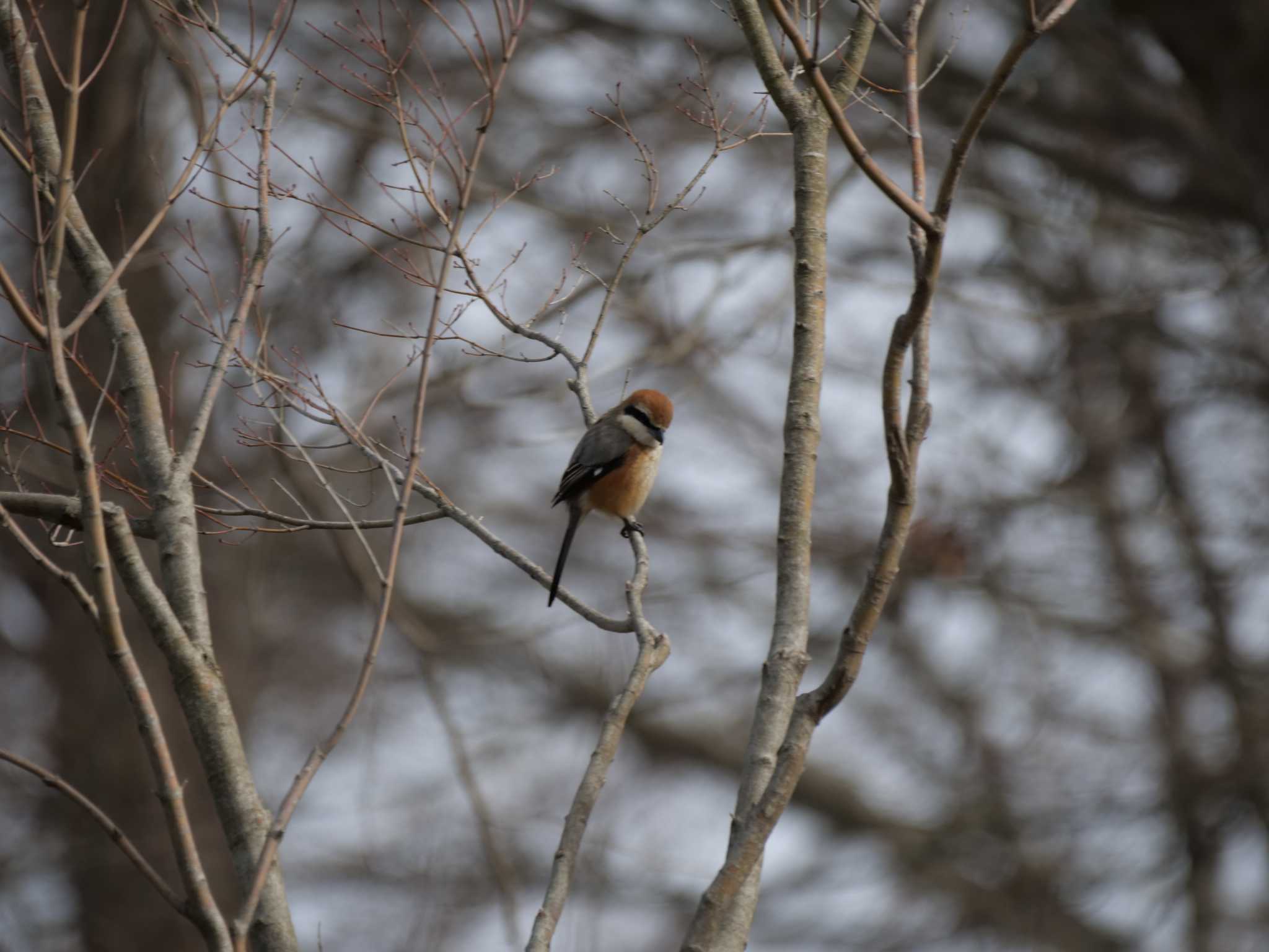 Photo of Bull-headed Shrike at 千波湖公園 by 栗もなか