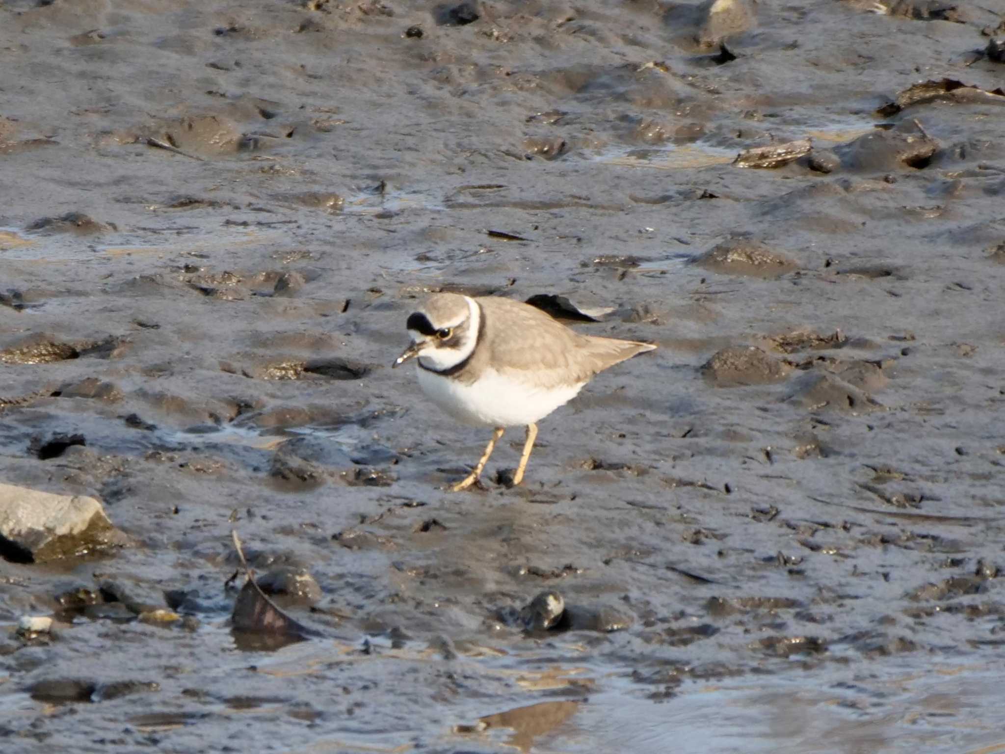 Photo of Kentish Plover at 千波湖公園 by 栗もなか