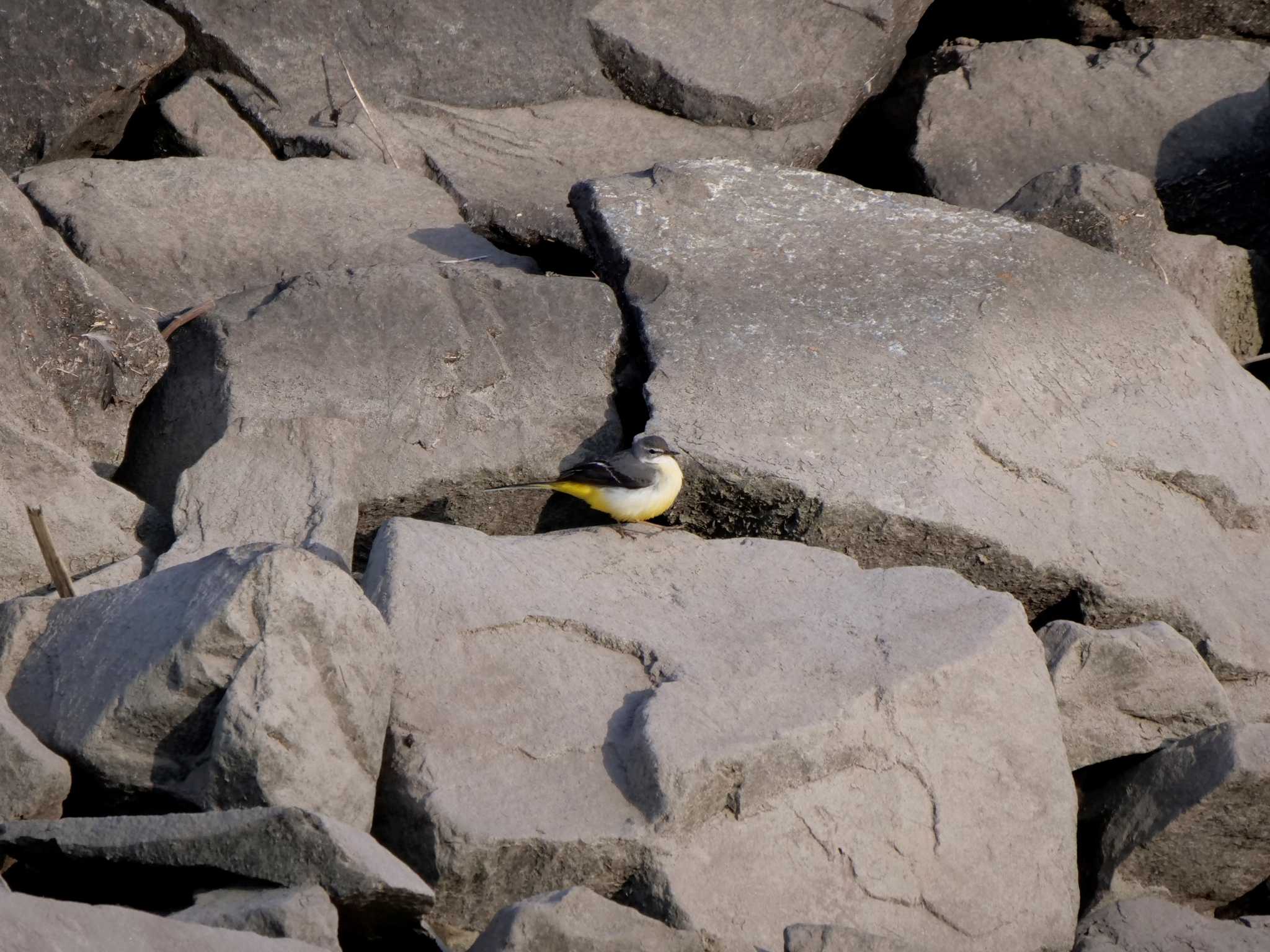 Grey Wagtail