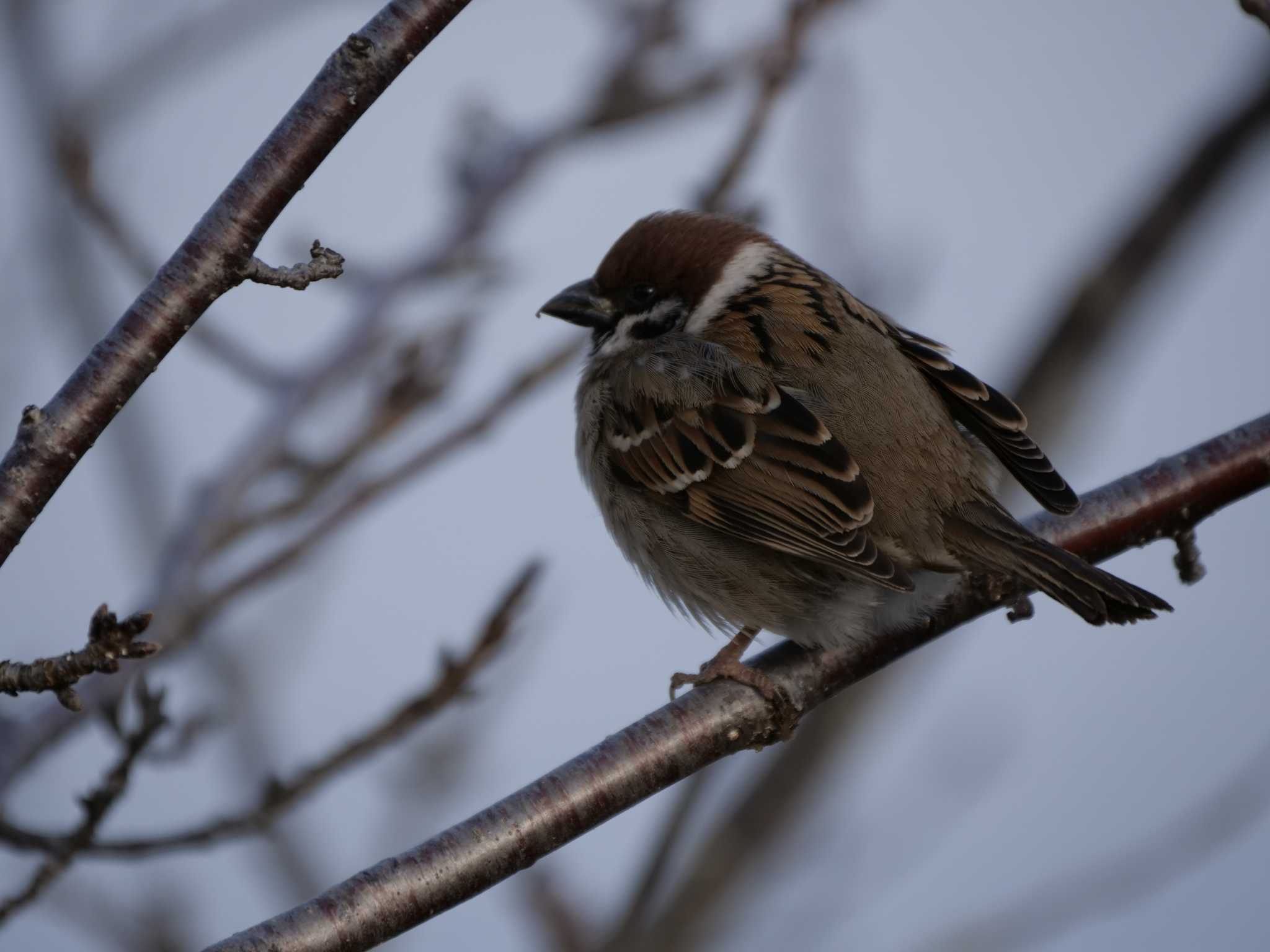 Photo of Eurasian Tree Sparrow at 千波湖公園 by 栗もなか