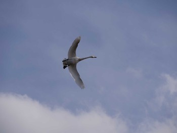 Mute Swan 千波湖公園 Sun, 2/10/2019