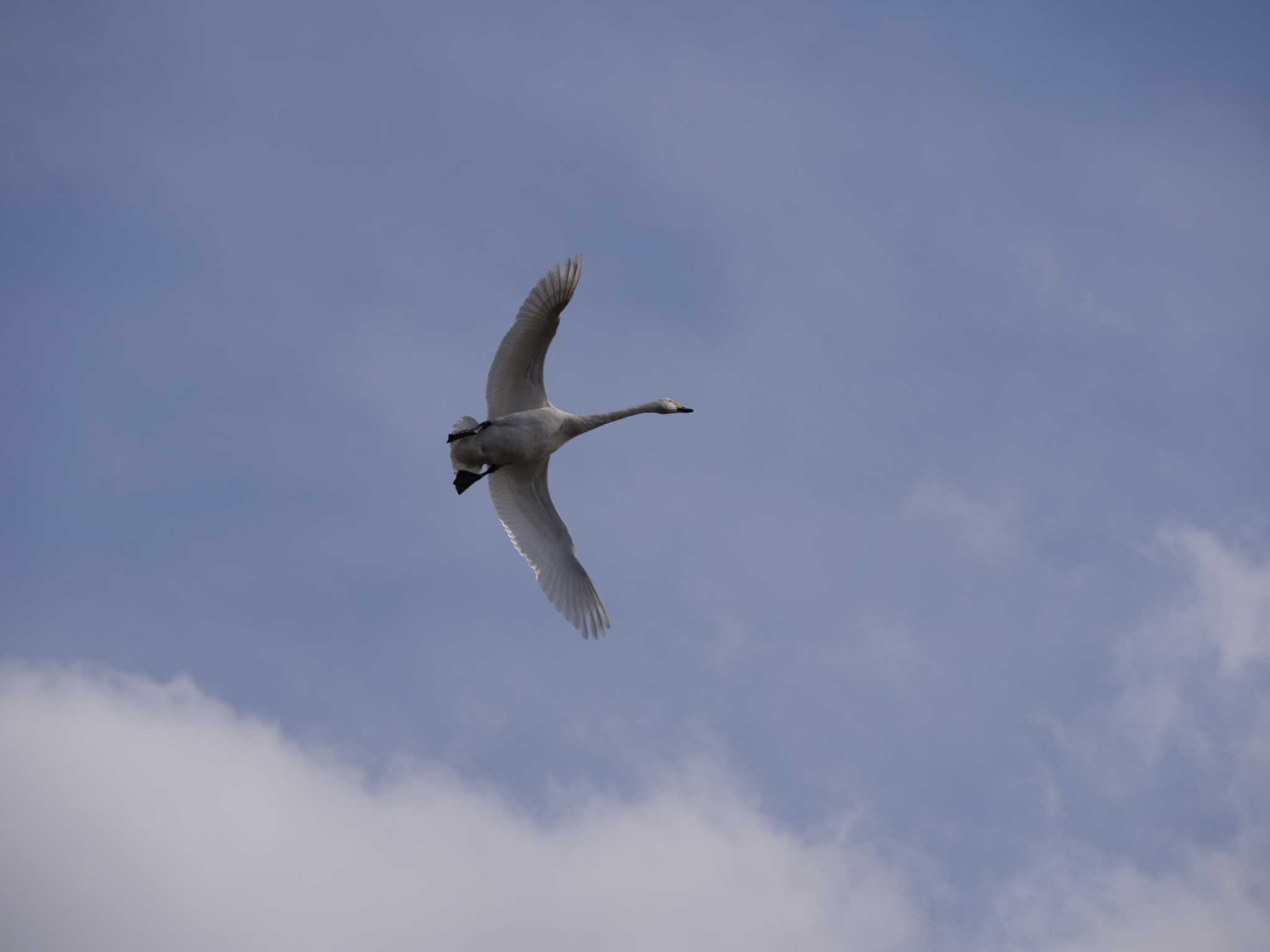 Photo of Mute Swan at 千波湖公園 by 栗もなか