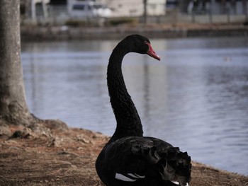 コクチョウ 千波湖公園 2019年2月10日(日)