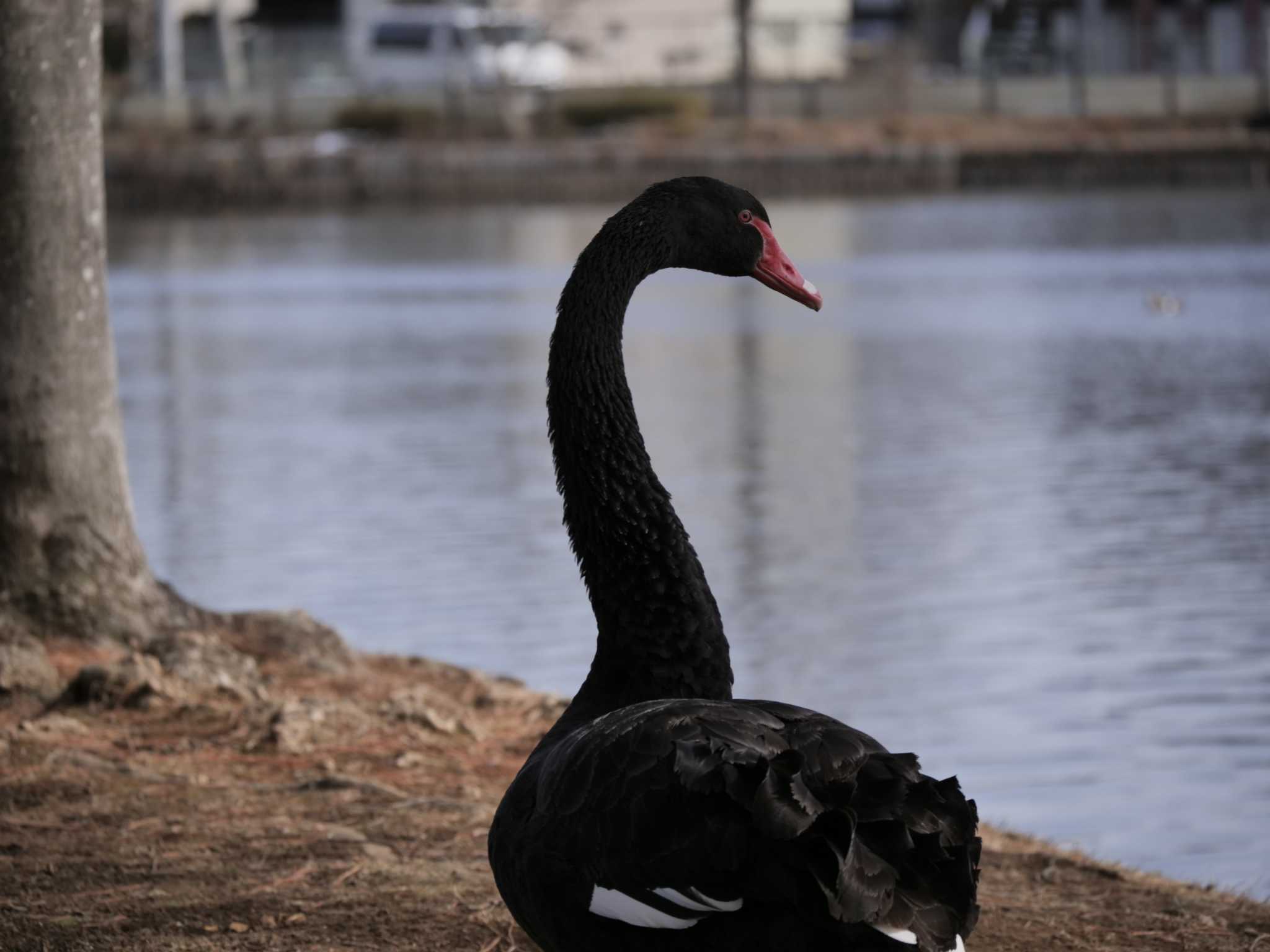 千波湖公園 コクチョウの写真 by 栗もなか