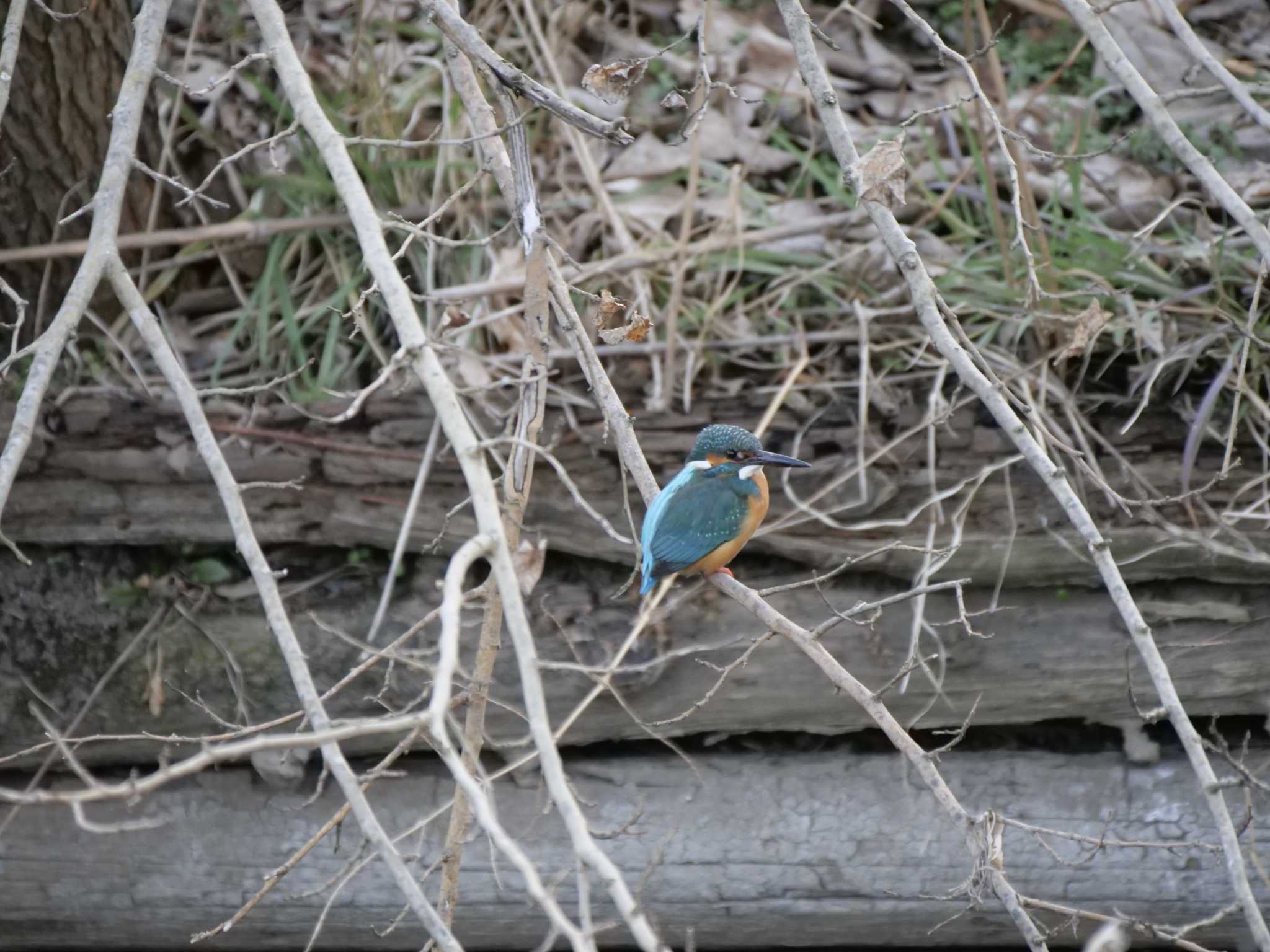 Photo of Common Kingfisher at 千波湖公園 by 栗もなか
