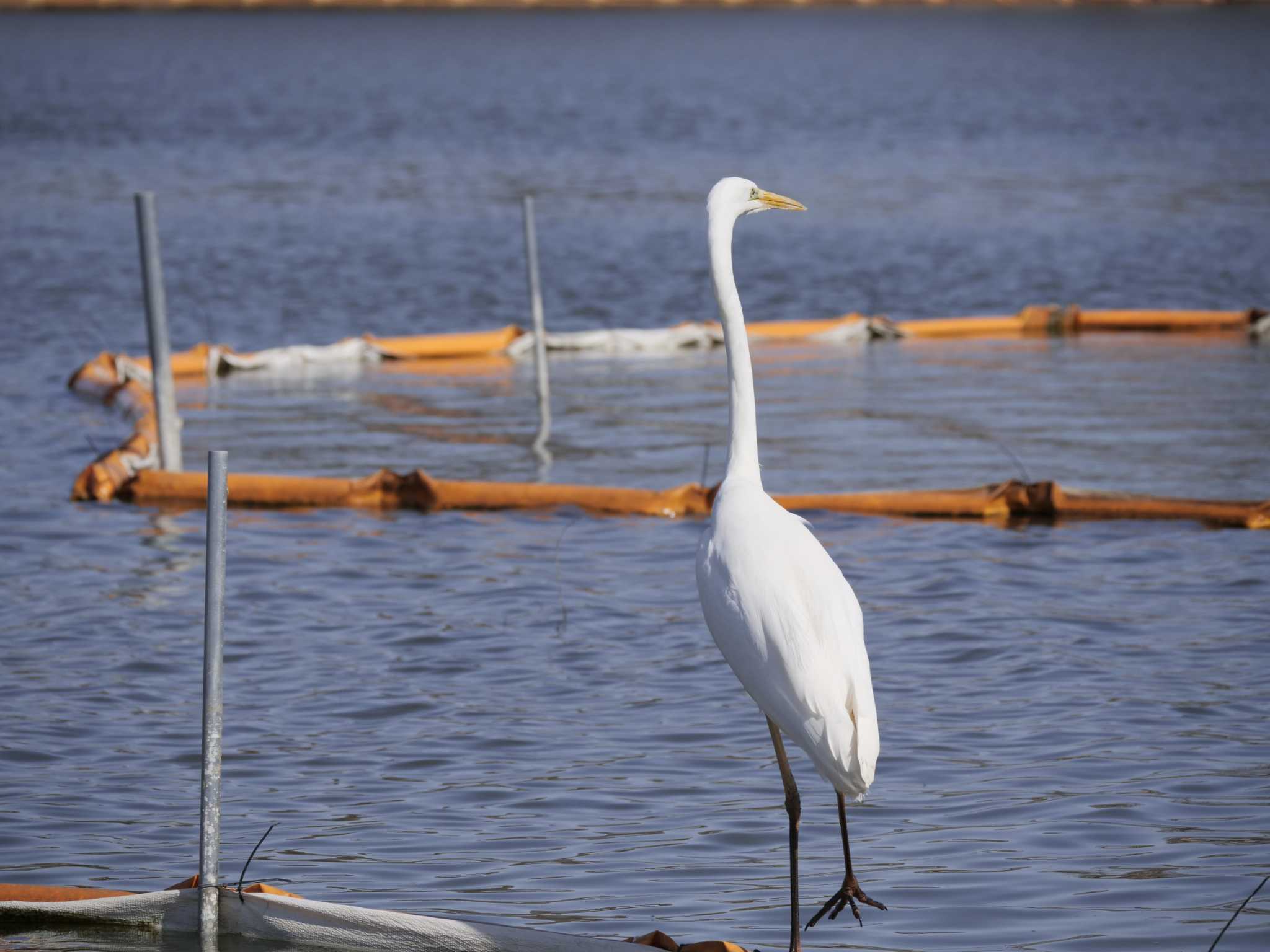 Great Egret