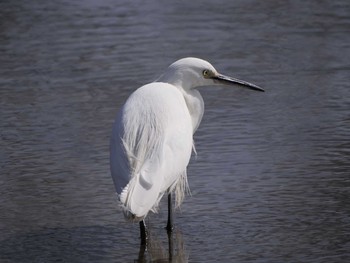 2019年2月10日(日) 水戸市大塚池の野鳥観察記録