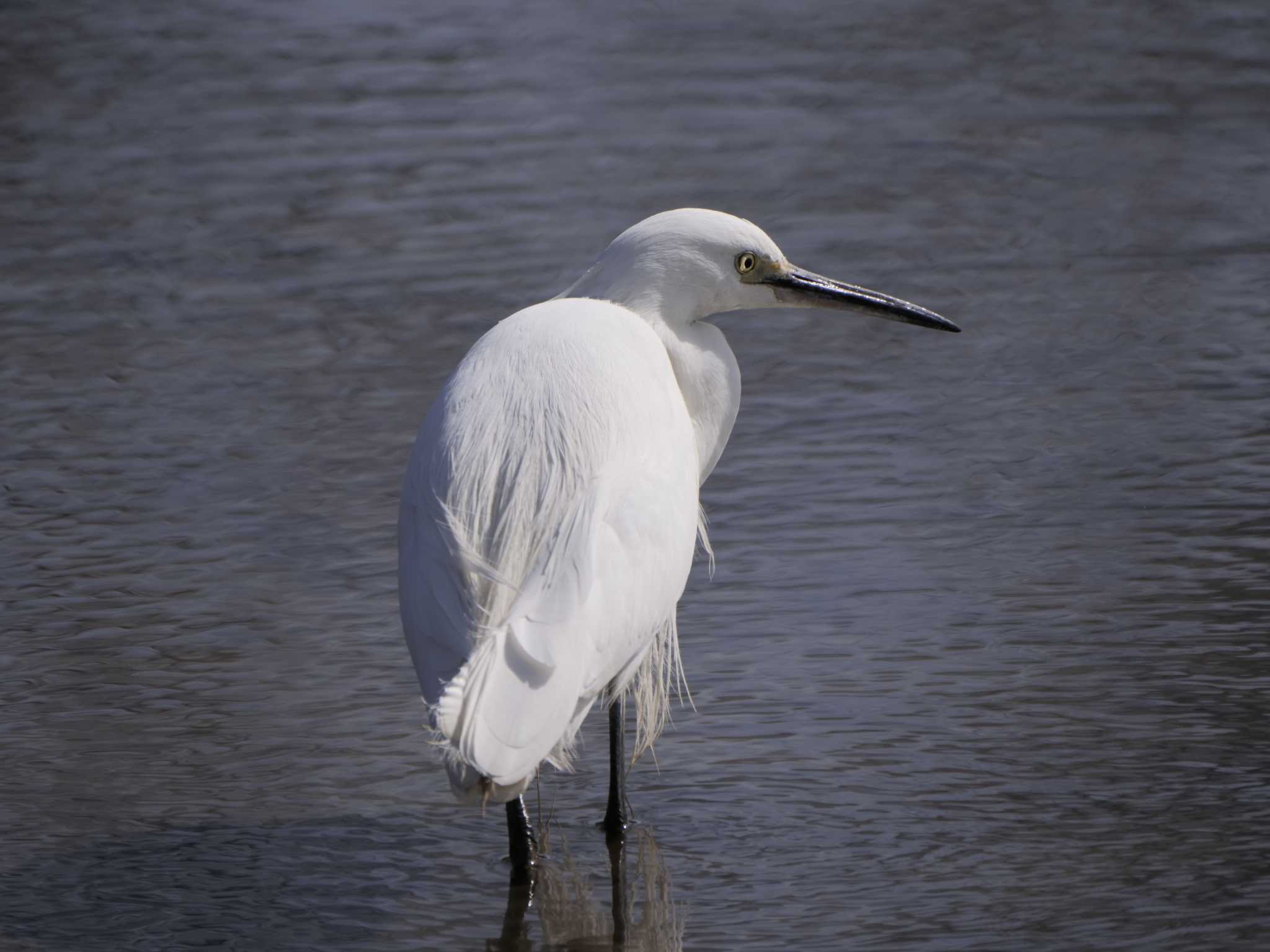 Little Egret