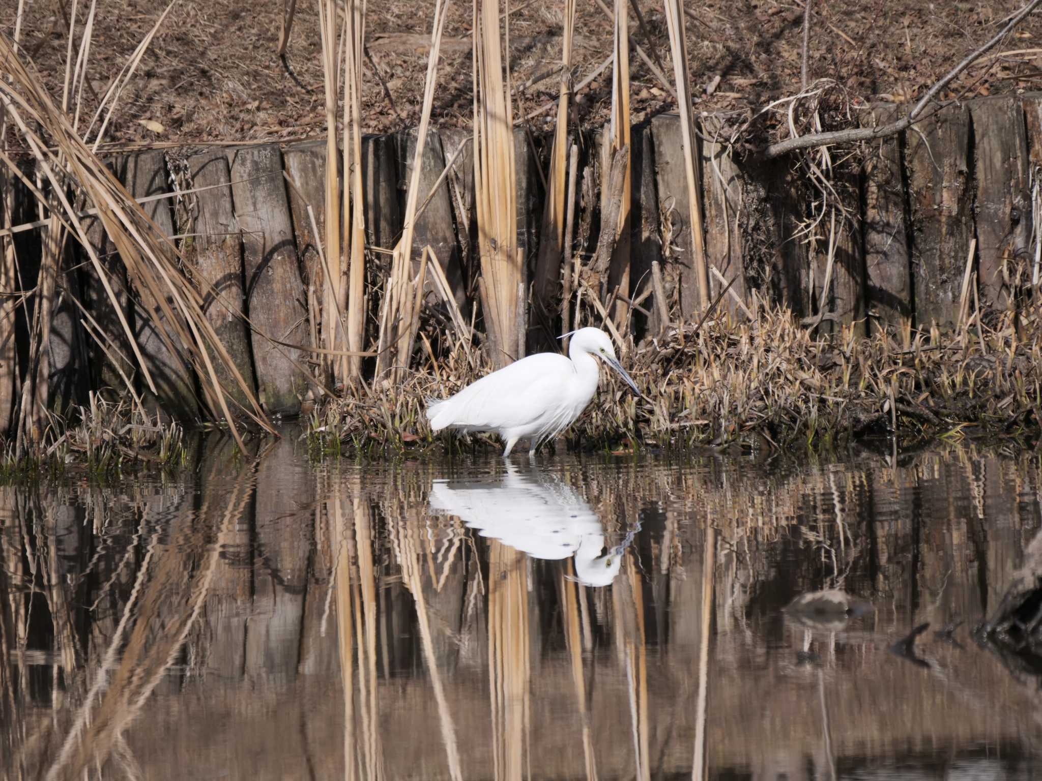 Little Egret