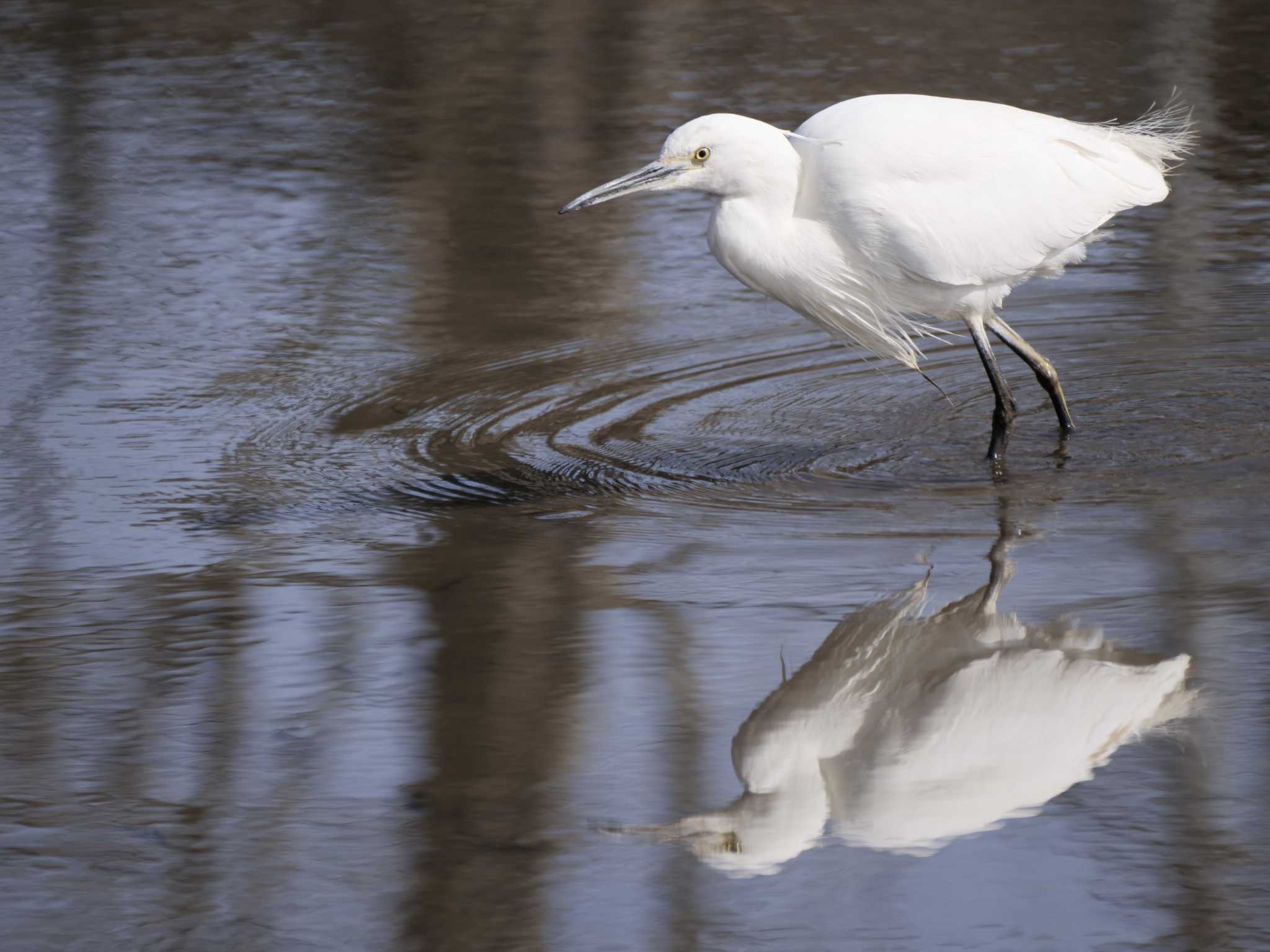 Little Egret