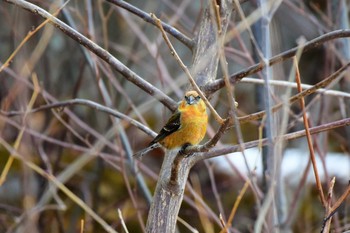 Red Crossbill 岡谷林道 Fri, 2/8/2019