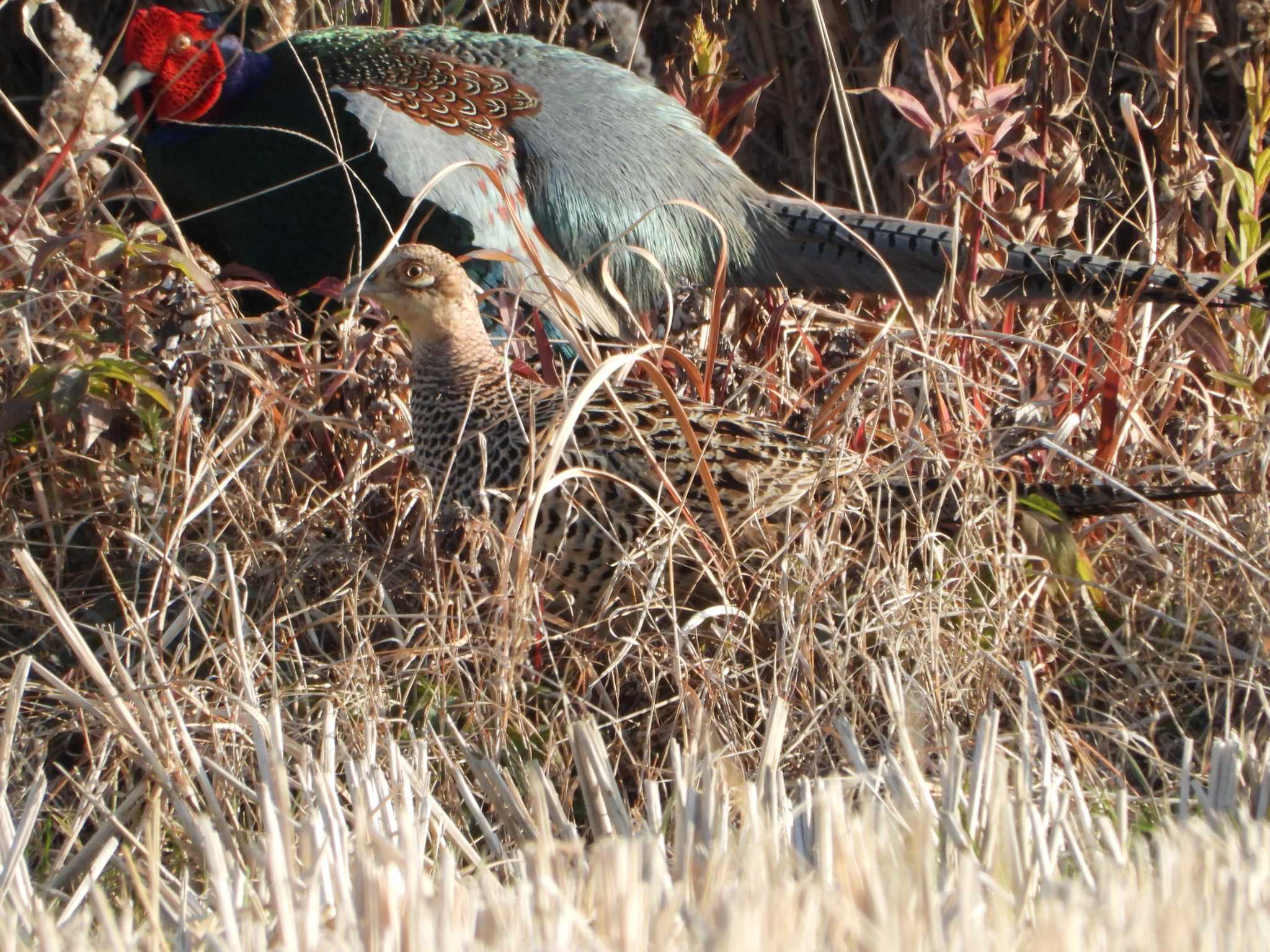 Green Pheasant