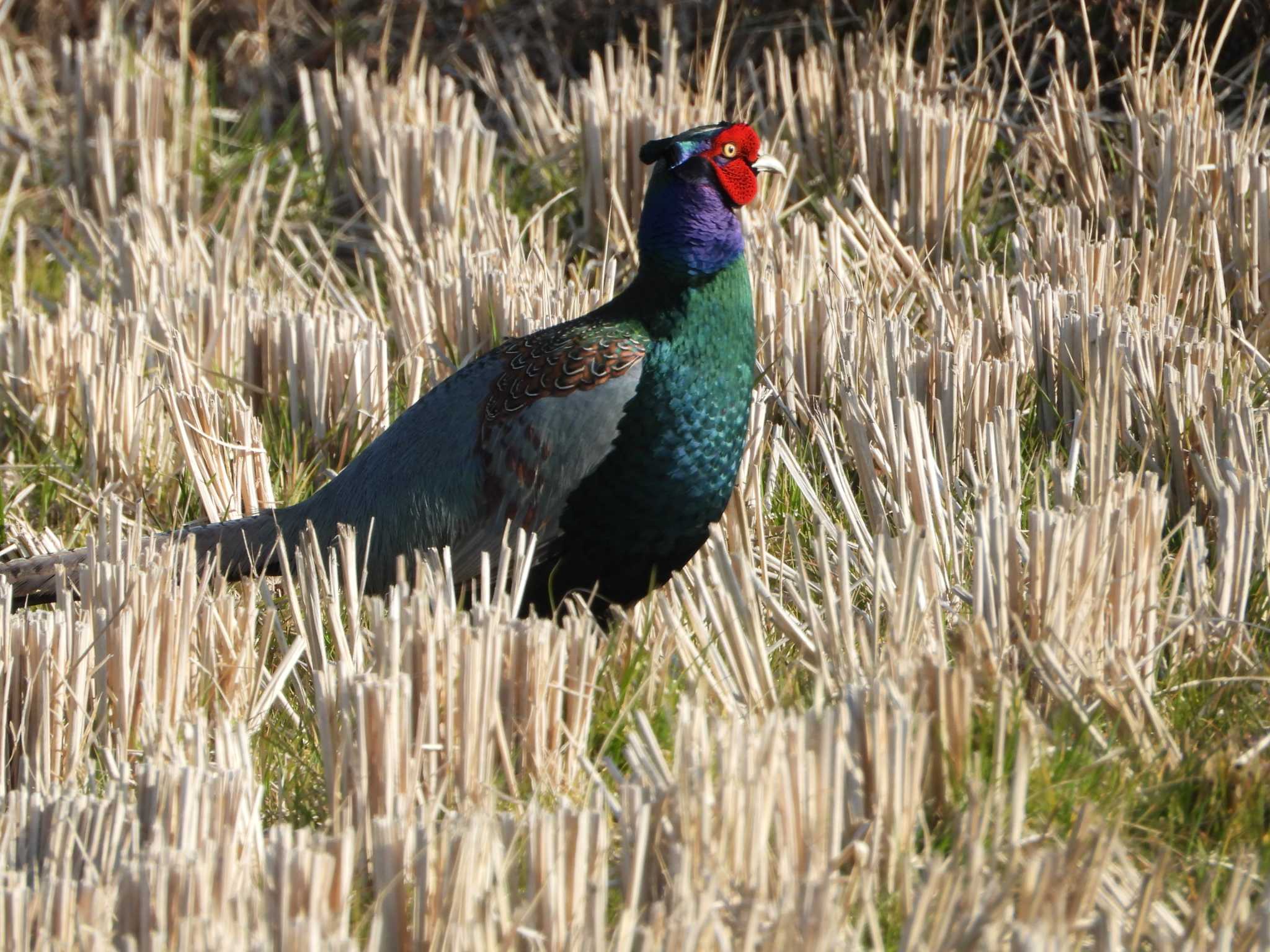 Photo of Green Pheasant at 神戸市西区 by 禽好き