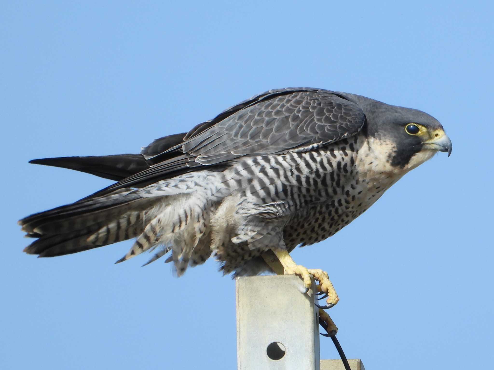 Peregrine Falcon