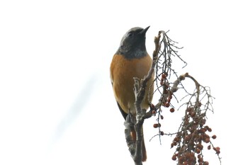 ジョウビタキ 滋賀県近江富士花緑公園 2019年2月10日(日)