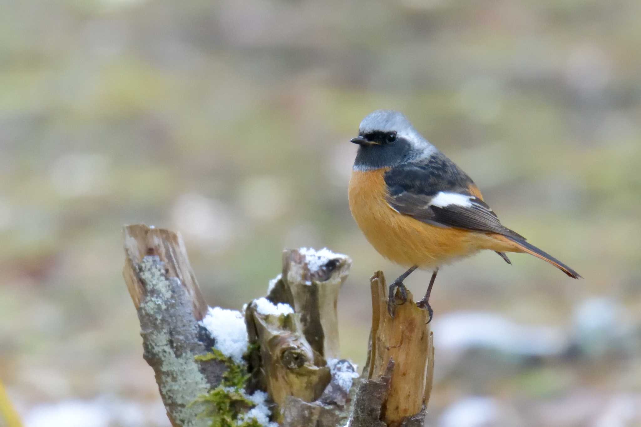 Daurian Redstart