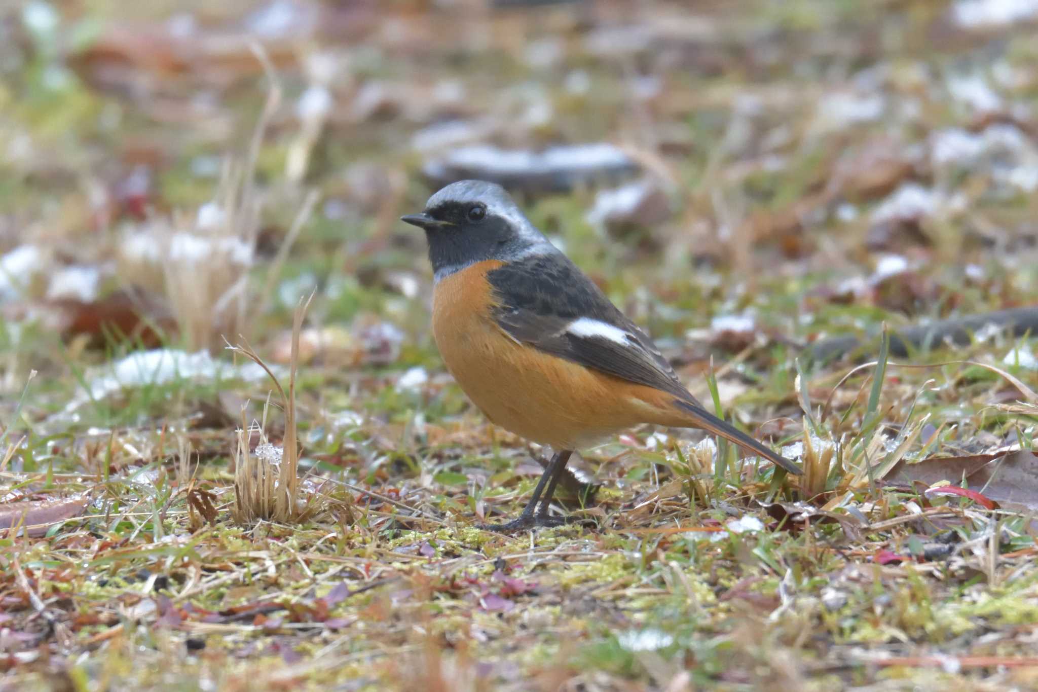 Daurian Redstart