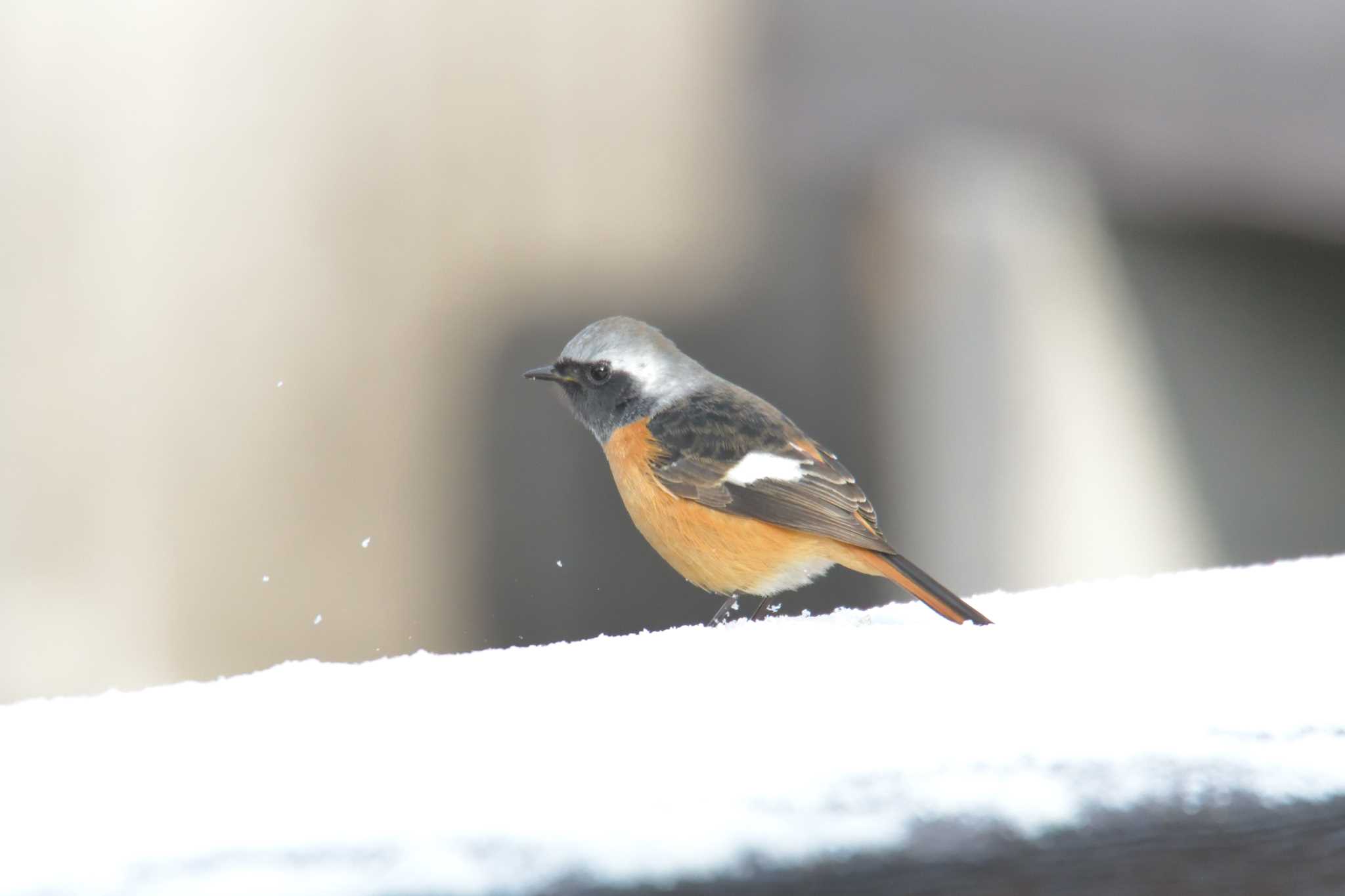 Daurian Redstart