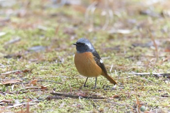 ジョウビタキ 滋賀県近江富士花緑公園 2019年2月10日(日)