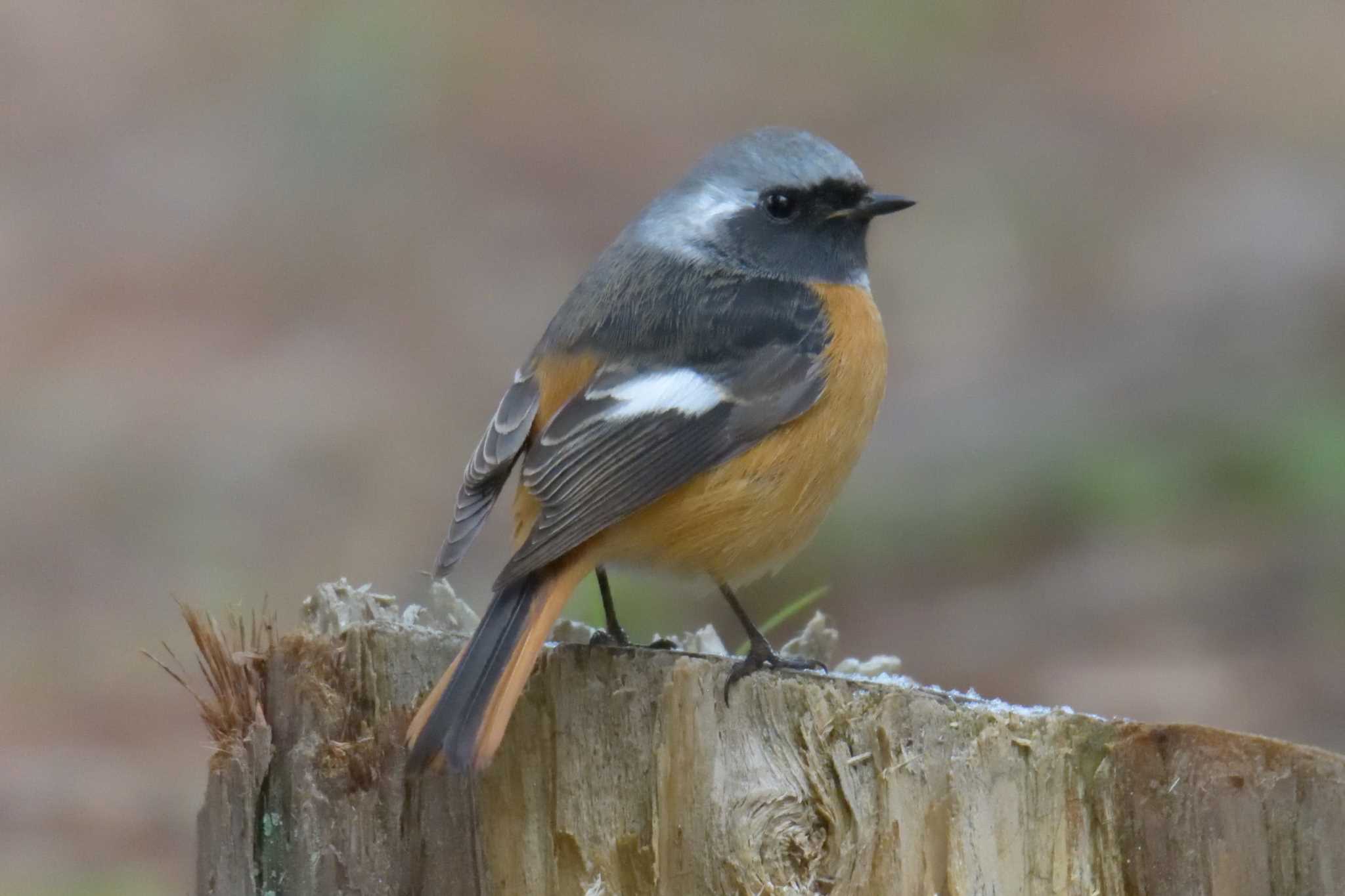 Daurian Redstart