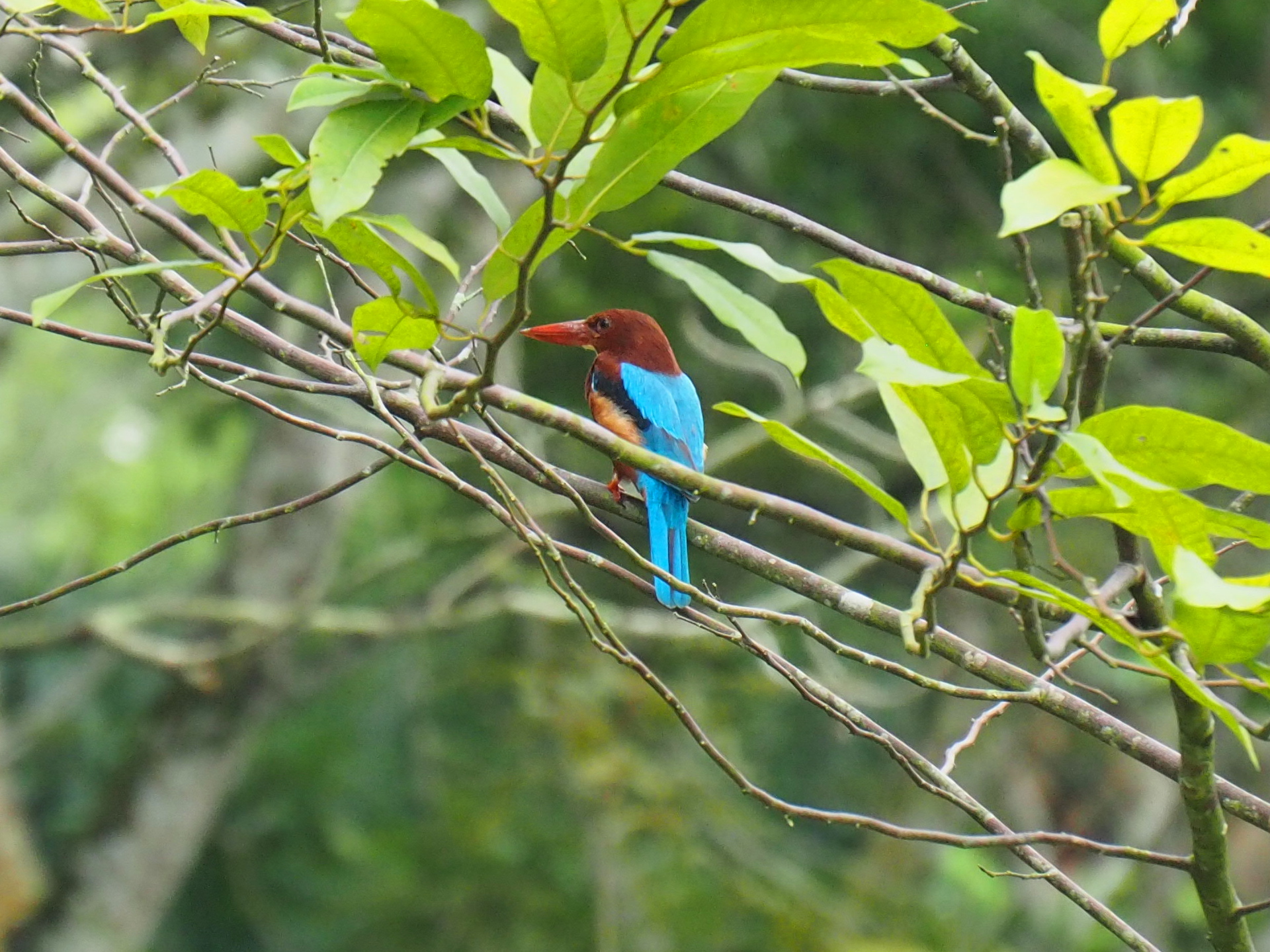 White-throated Kingfisher