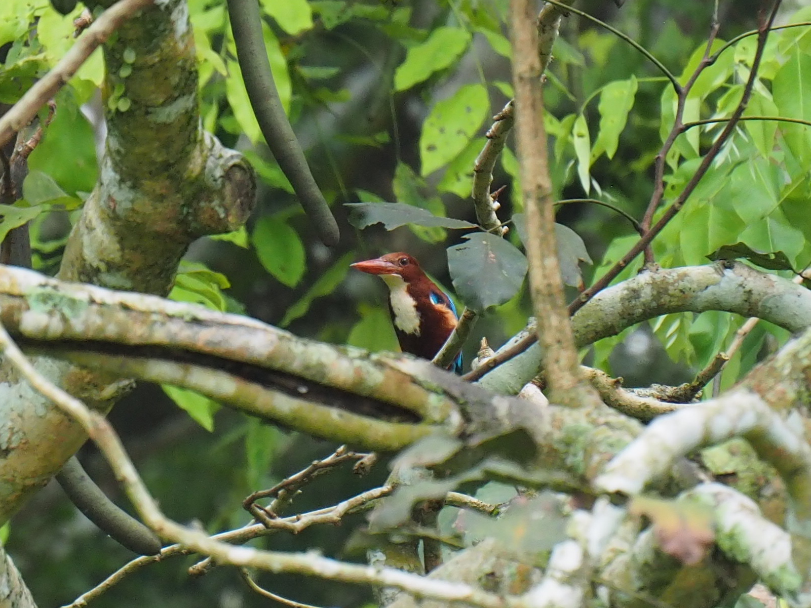 MacRitchie Reservoir (Singapore) アオショウビンの写真 by ryokawameister