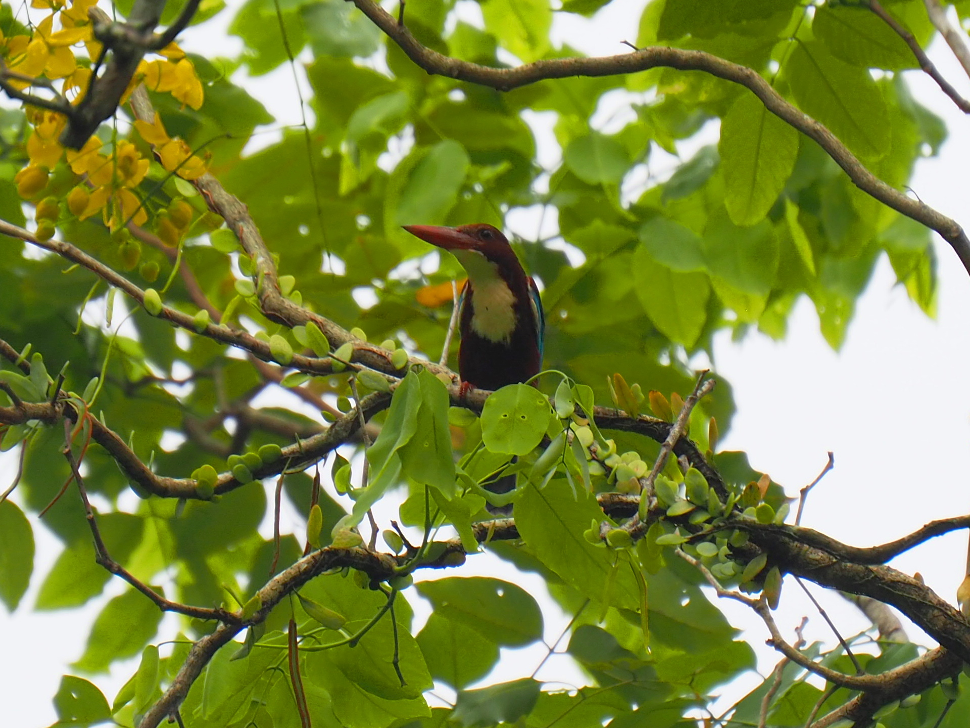 White-throated Kingfisher