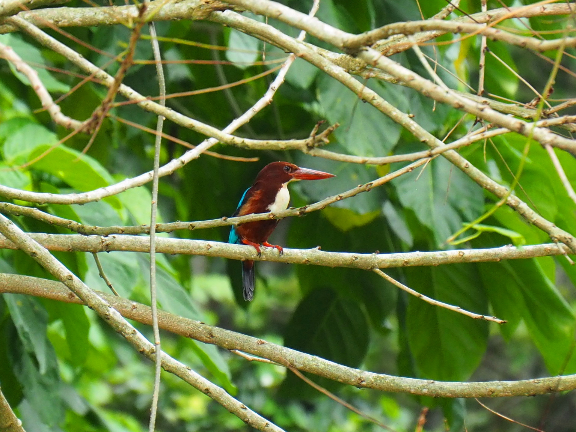 MacRitchie Reservoir (Singapore) アオショウビンの写真 by ryokawameister