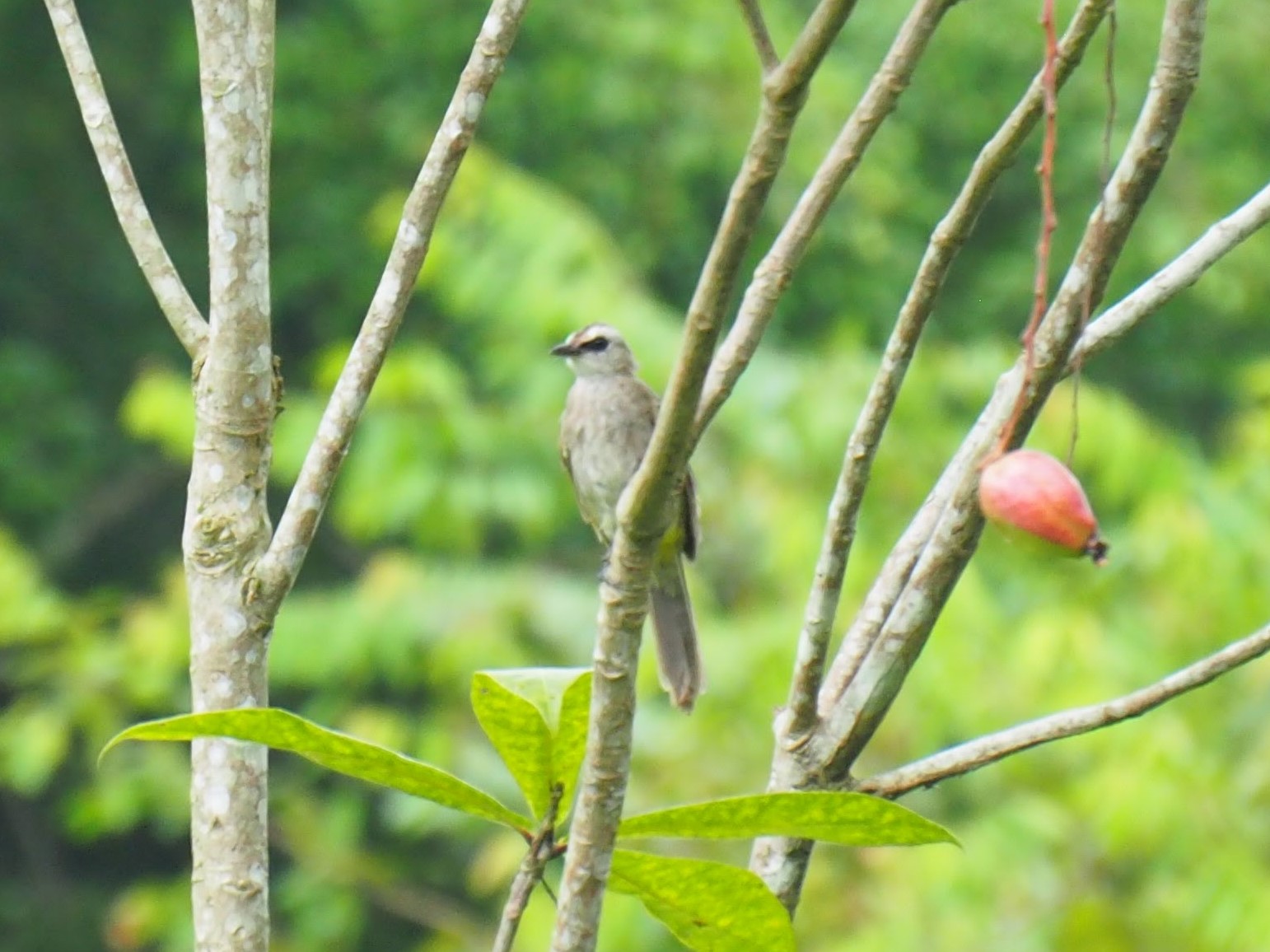 Yellow-vented Bulbul