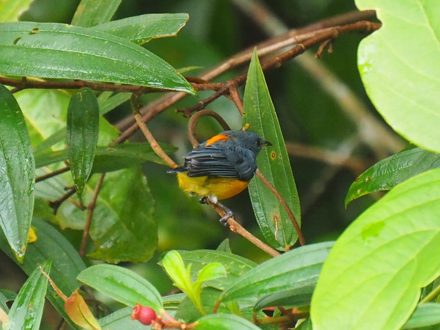 Orange-bellied Flowerpecker