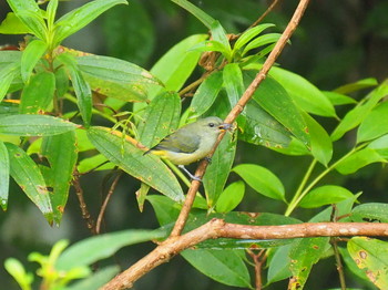 Orange-bellied Flowerpecker MacRitchie Reservoir (Singapore) Sun, 9/10/2017