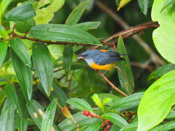 Orange-bellied Flowerpecker MacRitchie Reservoir (Singapore) Sun, 9/10/2017