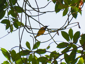 キバラタイヨウチョウ MacRitchie Reservoir (Singapore) 2017年9月10日(日)