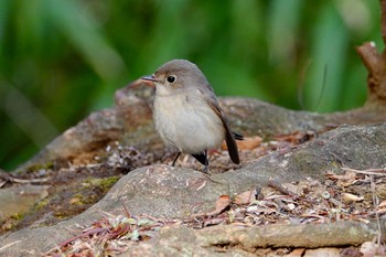 2019年2月10日(日) 東京都の野鳥観察記録