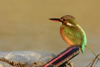 2019年1月4日(金) 東京都多摩市 多摩川の野鳥観察記録