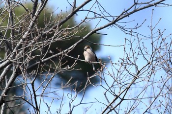 シメ 多磨霊園 2019年2月10日(日)