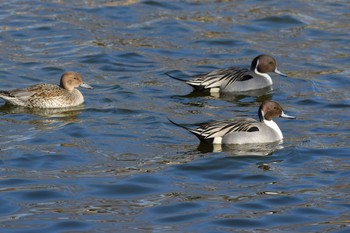 Eurasian Wigeon 武蔵野公園(東京都調布市) Mon, 1/14/2019