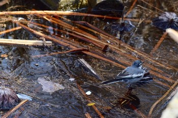 Sun, 2/10/2019 Birding report at Shinobazunoike