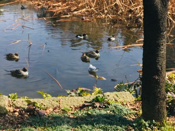 ヒドリガモ 不忍池(上野恩賜公園) 2019年2月10日(日)