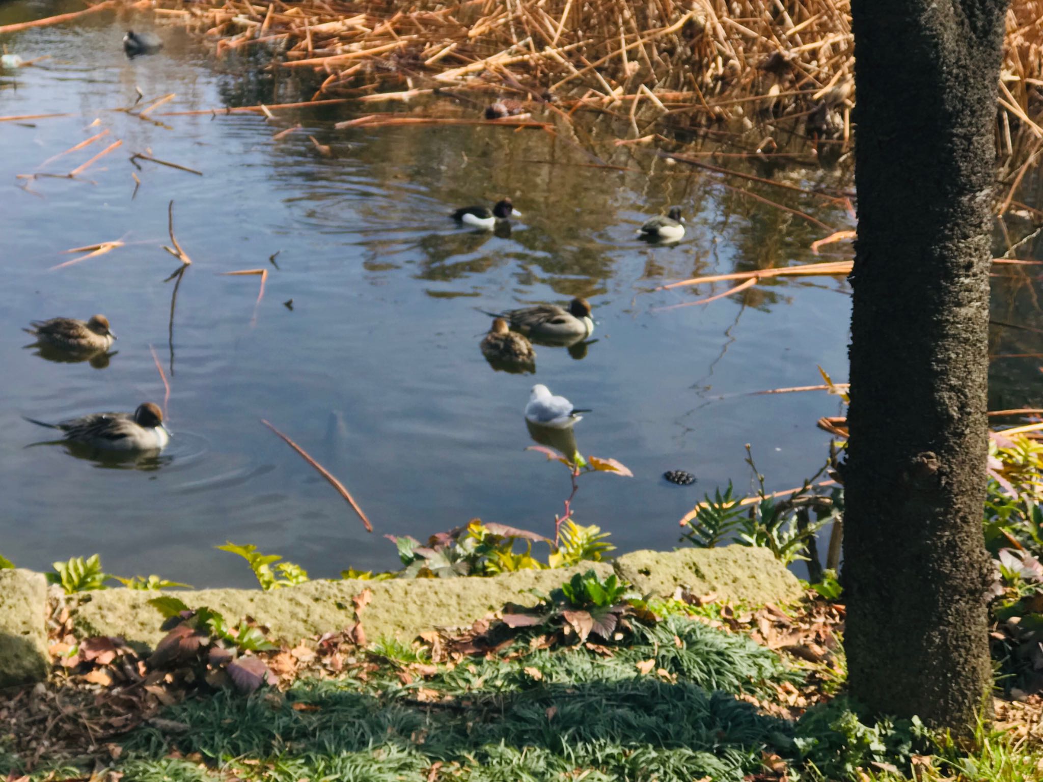 不忍池(上野恩賜公園) ヒドリガモの写真 by Buchiaz