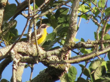 Cabanis's Bunting