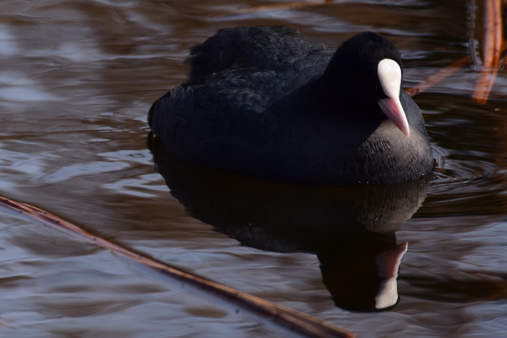 Photo of Eurasian Coot at Shinobazunoike by Buchiaz